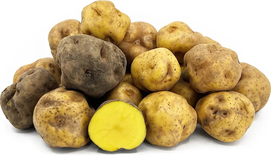 Yellow Bur Ka Potato