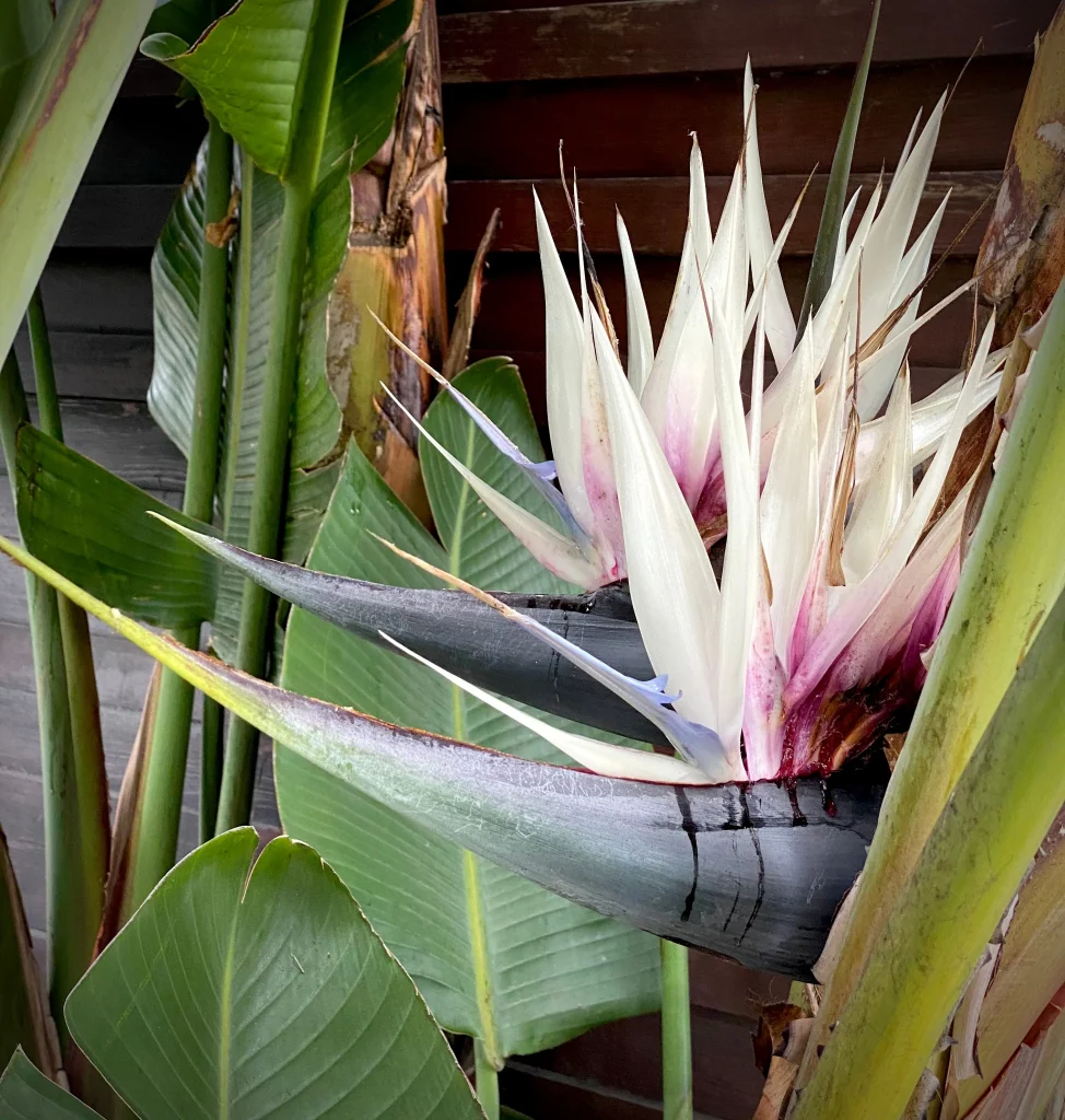 Strelitzia juncea