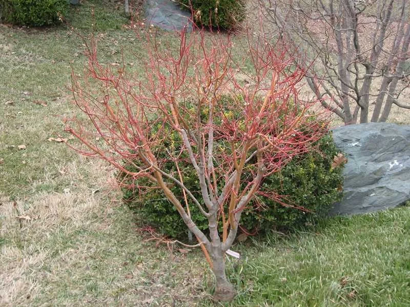 Acer palmatum ‘Beni Kawa’