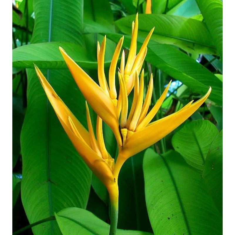 Strelitzia caudata