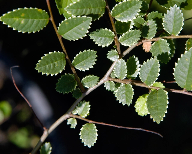 Frosty Chinese Elm (Ulmus parvifolia 'Frosty')