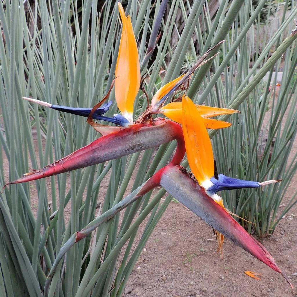 Strelitzia juncea