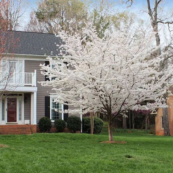 Yoshino Cherry (Prunus x yedoensis)