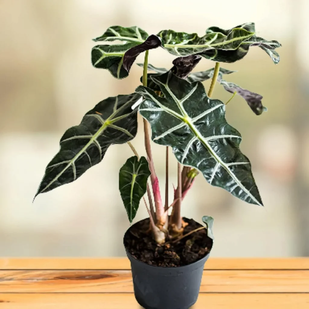 Alocasia ‘Polly’ (African Mask Plant)