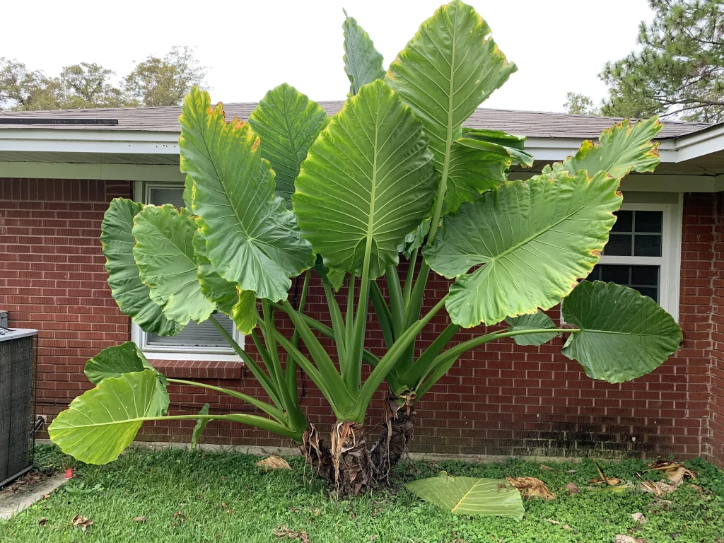 Alocasia macrorrhiza (Giant Taro)