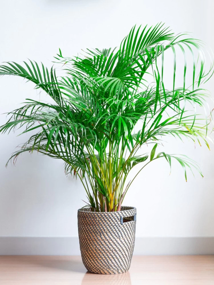 Areca Palm Tree