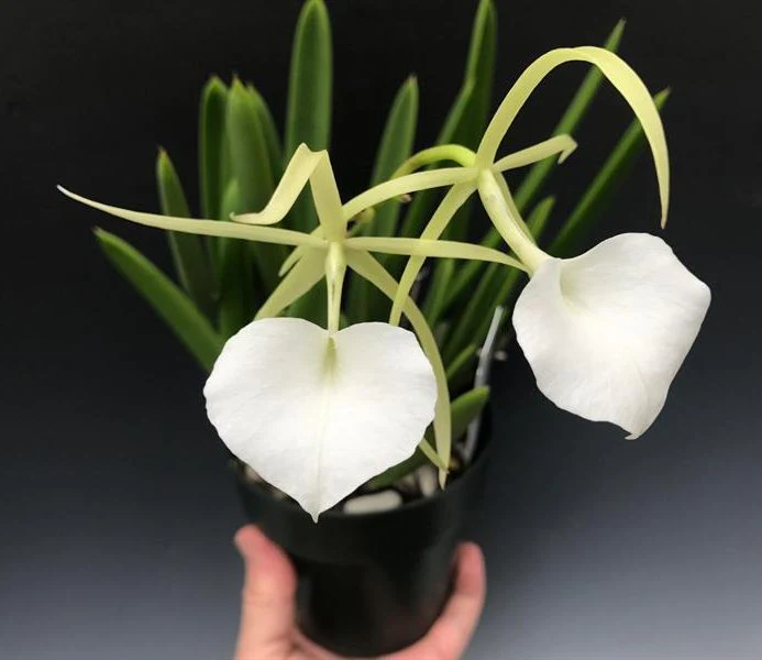 Brassavola Orchids