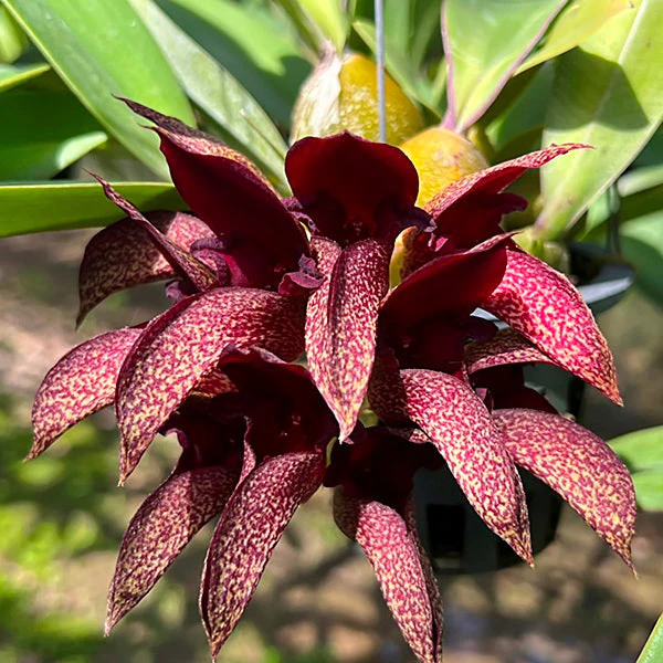 Bulbophyllum Orchids