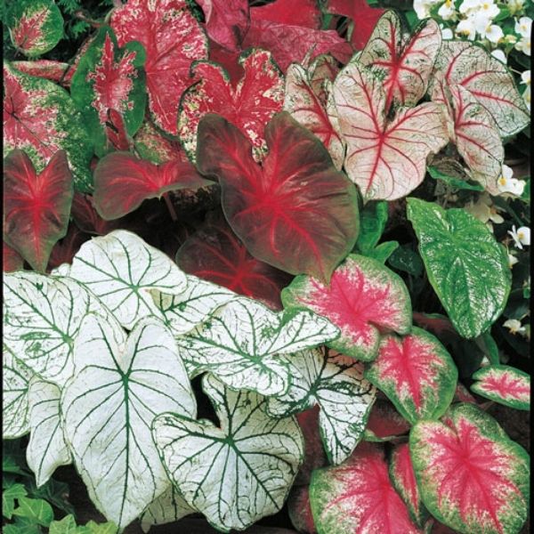 Caladium bicolor (Angel Wings)