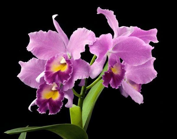 Cattleya Orchids