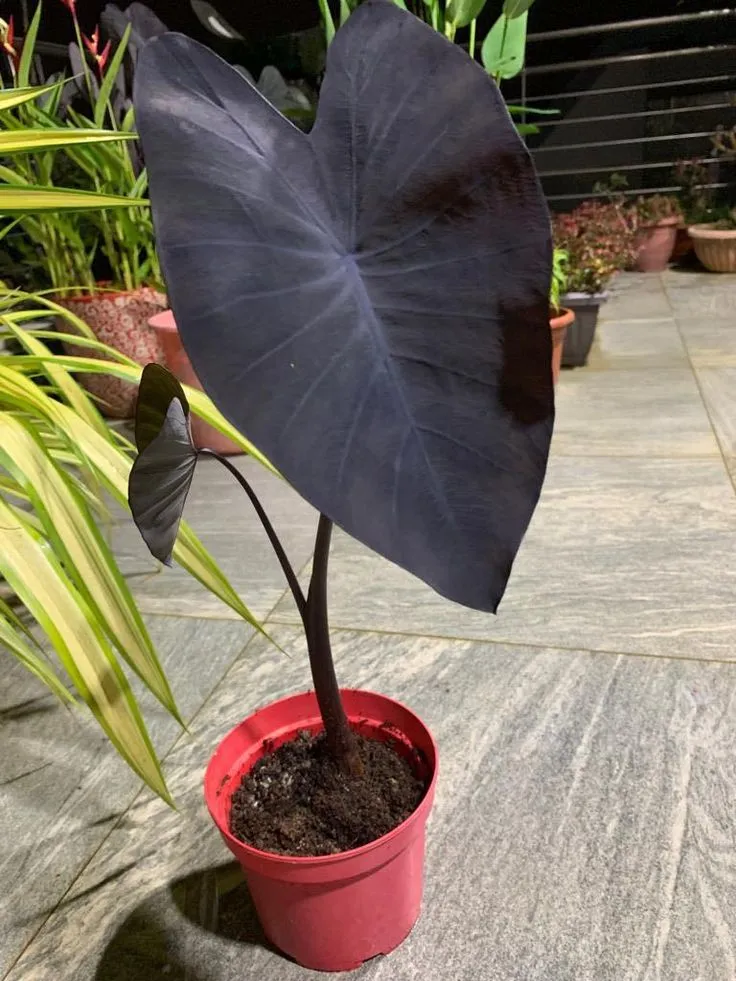 Colocasia ‘Black Magic