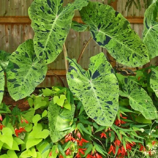 Colocasia ‘Mojito’