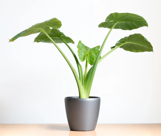 Colocasia esculenta (Taro)