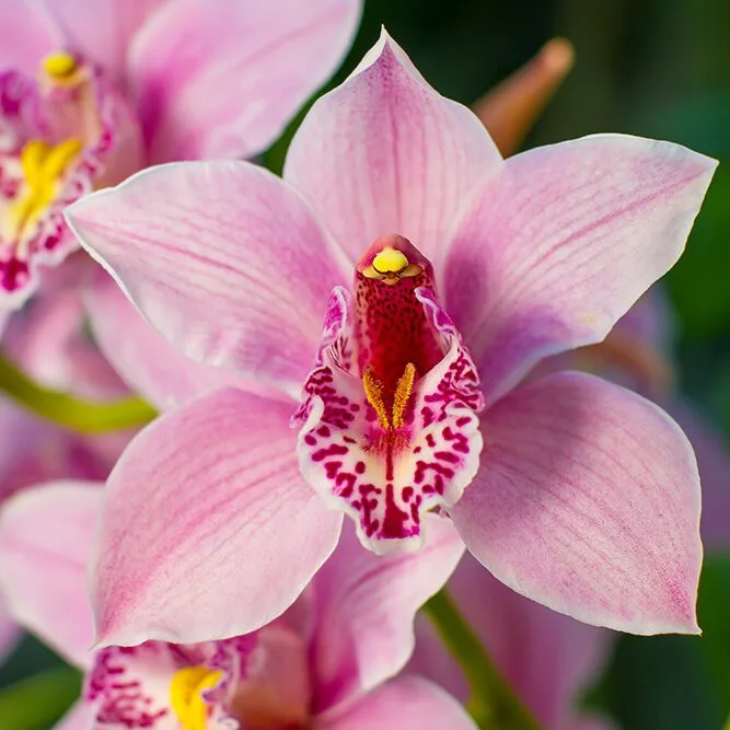 Cymbidium Orchids