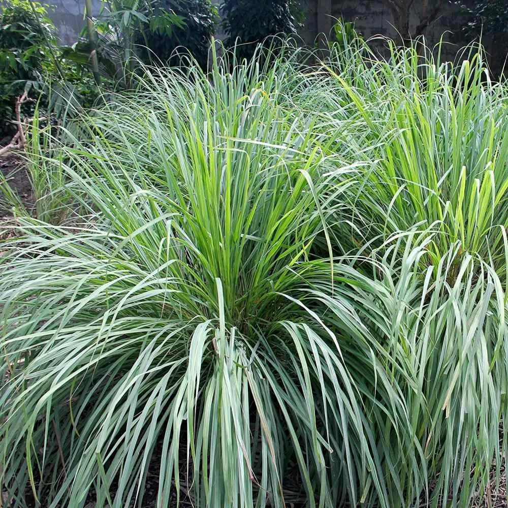 Cymbopogon flexuosus