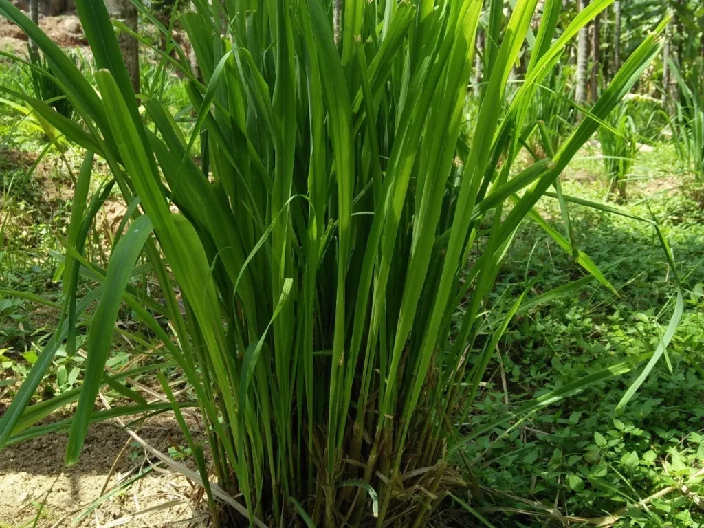 Cymbopogon nardus