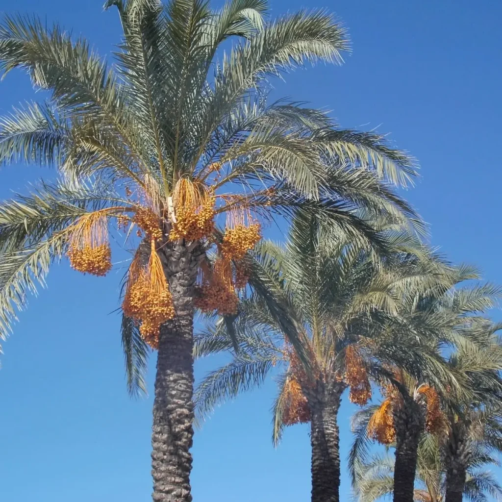 Date Palm Tree