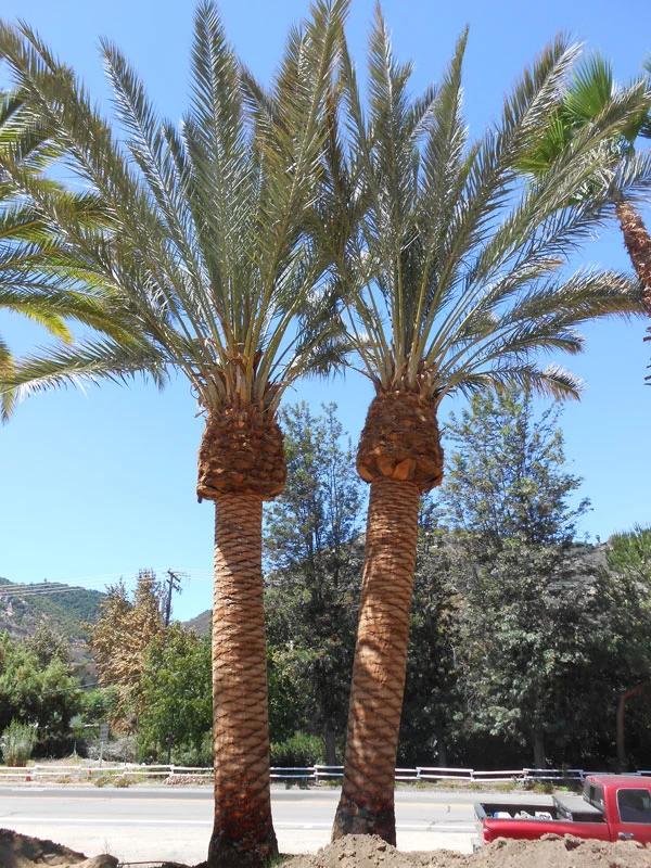 Deglet Noor date palm tree