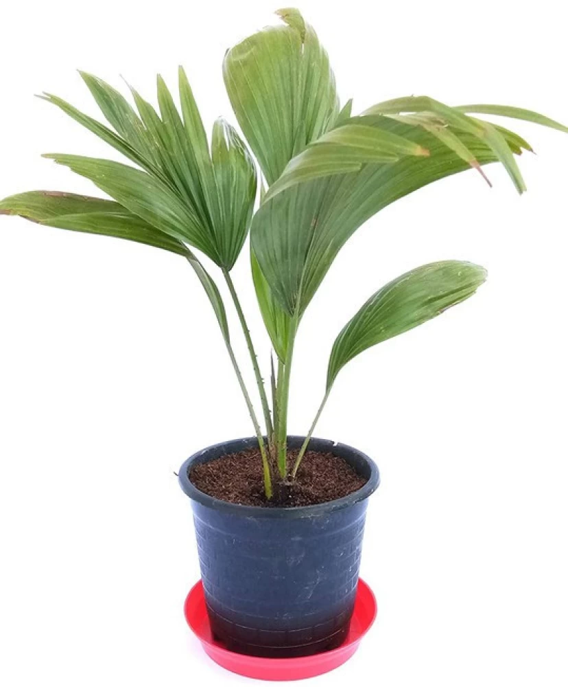 Dwarf Areca Palm