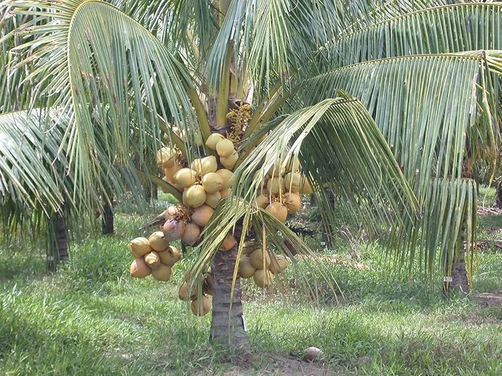 Dwarf coconut palm tree