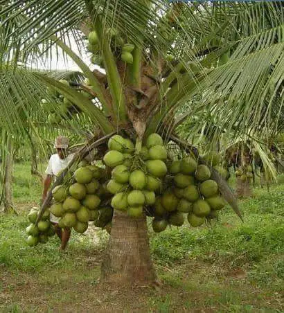 Hybrid coconut palm tree