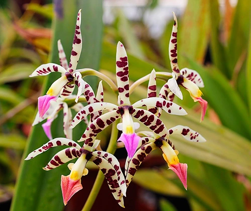 Encyclia Orchids