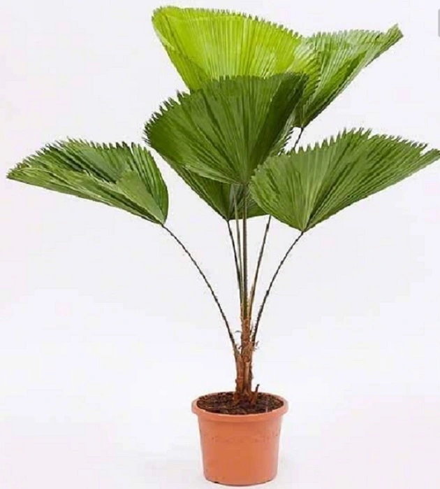 Fan Palm Tree