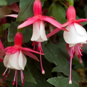 Fuchsia 'Alice Hoffman'