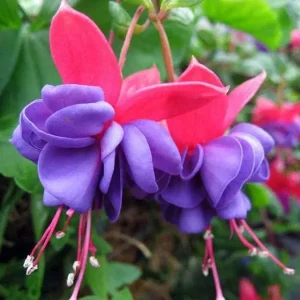 Fuchsia 'Blue Eyes'