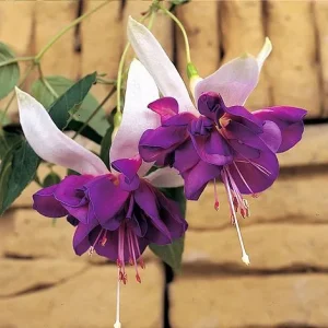 Fuchsia 'Deep Purple'