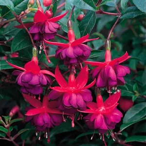 Fuchsia 'Dollar Princess'