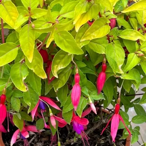 Fuchsia 'Genii'