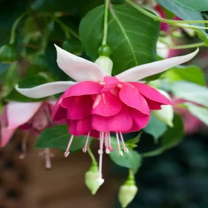 Fuchsia 'Seventh Heaven'