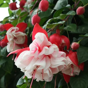 Fuchsia 'Swingtime'