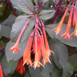 Fuchsia 'Thalia'