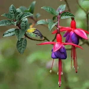 Fuchsia 'Tom Thumb'