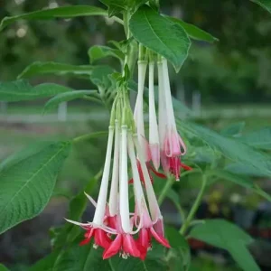 Fuchsia boliviana