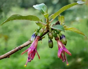 Fuchsia excorticata