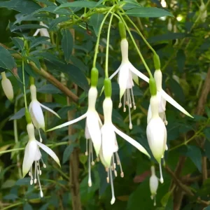 Fuchsia magellanica 'Hawkshead'