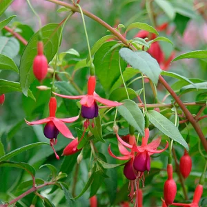 Fuchsia magellanica 'Riccartonii