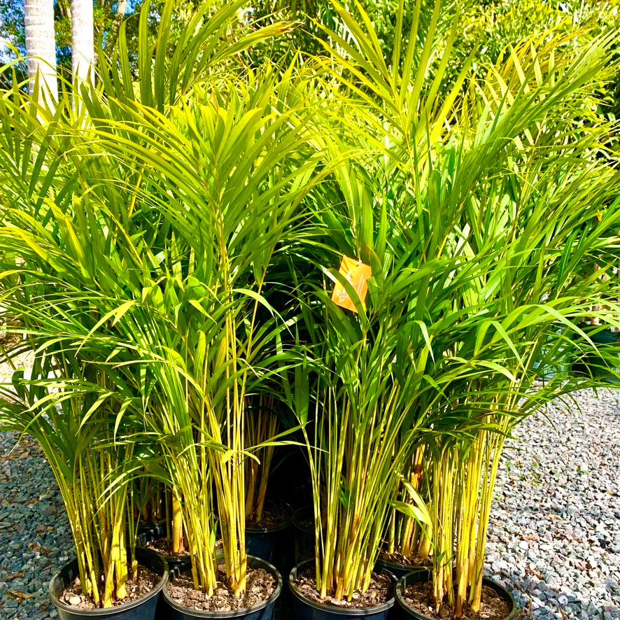 Golden Cane Palm