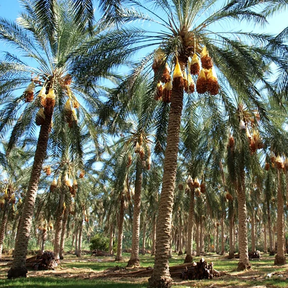 Halawi date palm tree