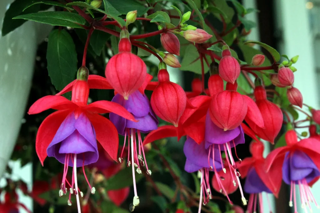 Hardy Fuchsias (Fuchsia magellanica)