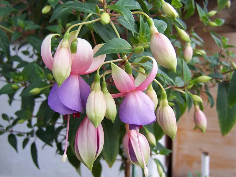 Hybrid Fuchsias