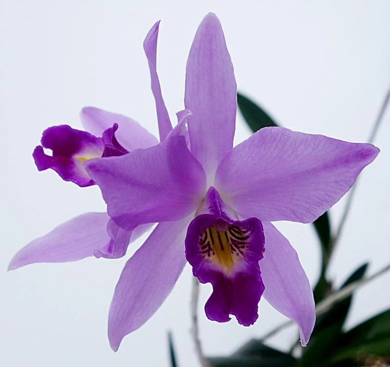 Laelia Orchids