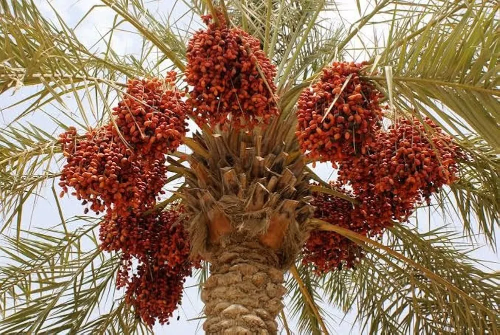 Medjool date palm tree