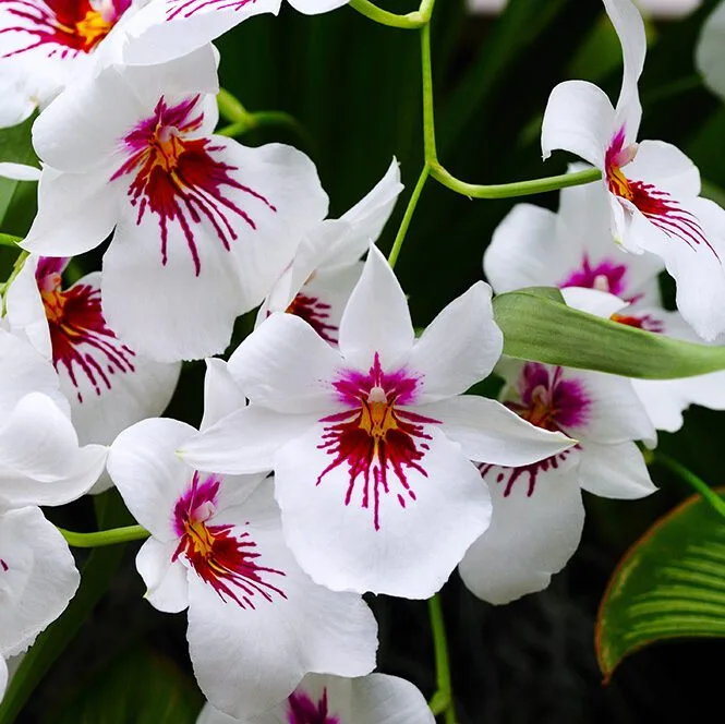 Miltonia Orchids (Pansy Orchids)