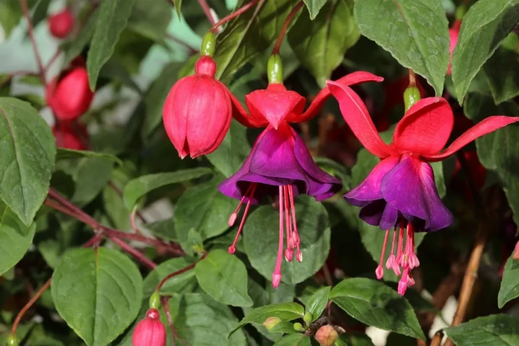 Miniature and Dwarf Fuchsias