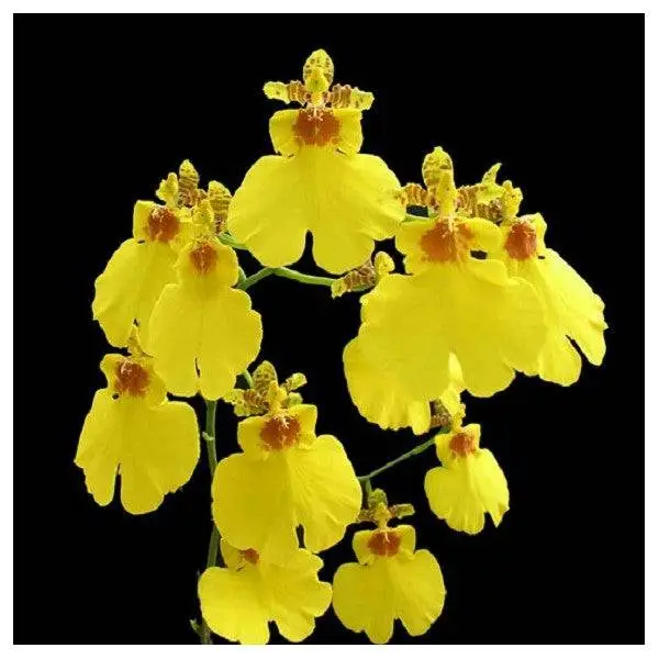 Oncidium Orchids (Dancing Lady Orchids)