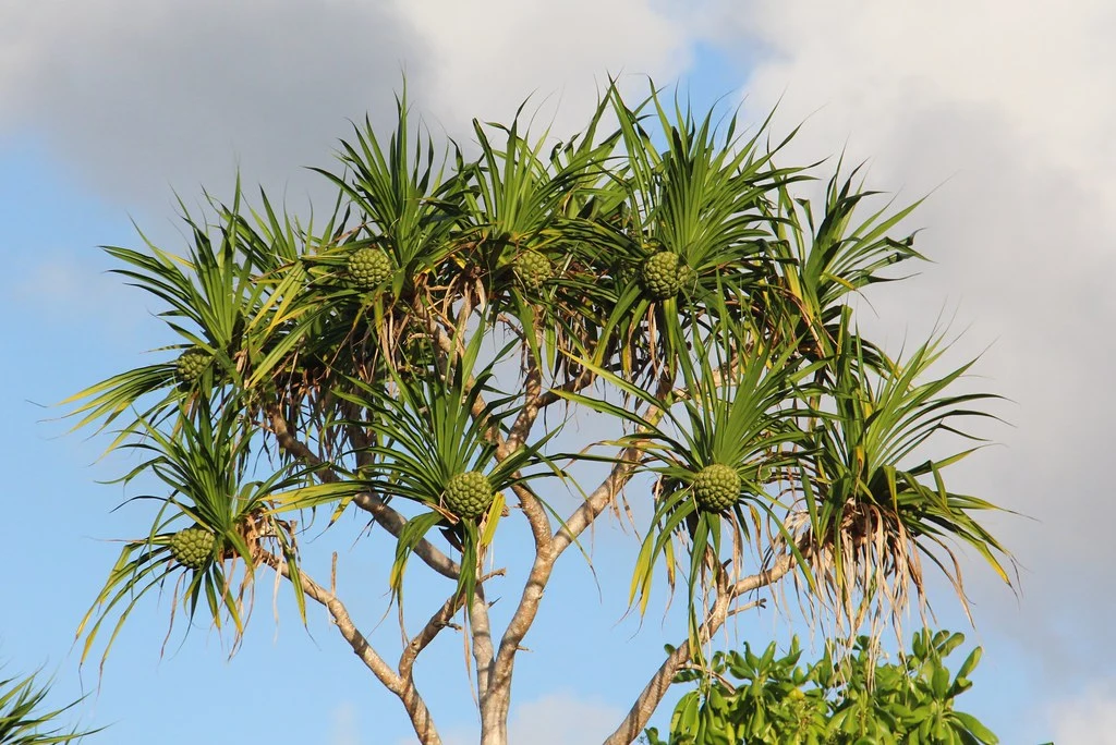 Pandanus tectorius Pandan